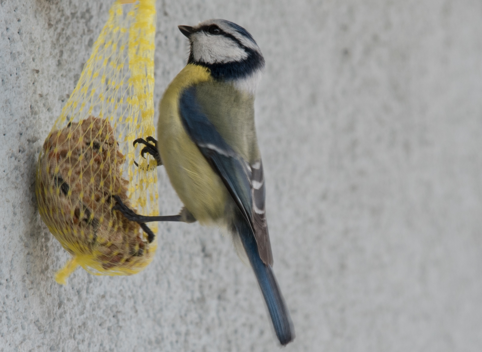 Blaumeise