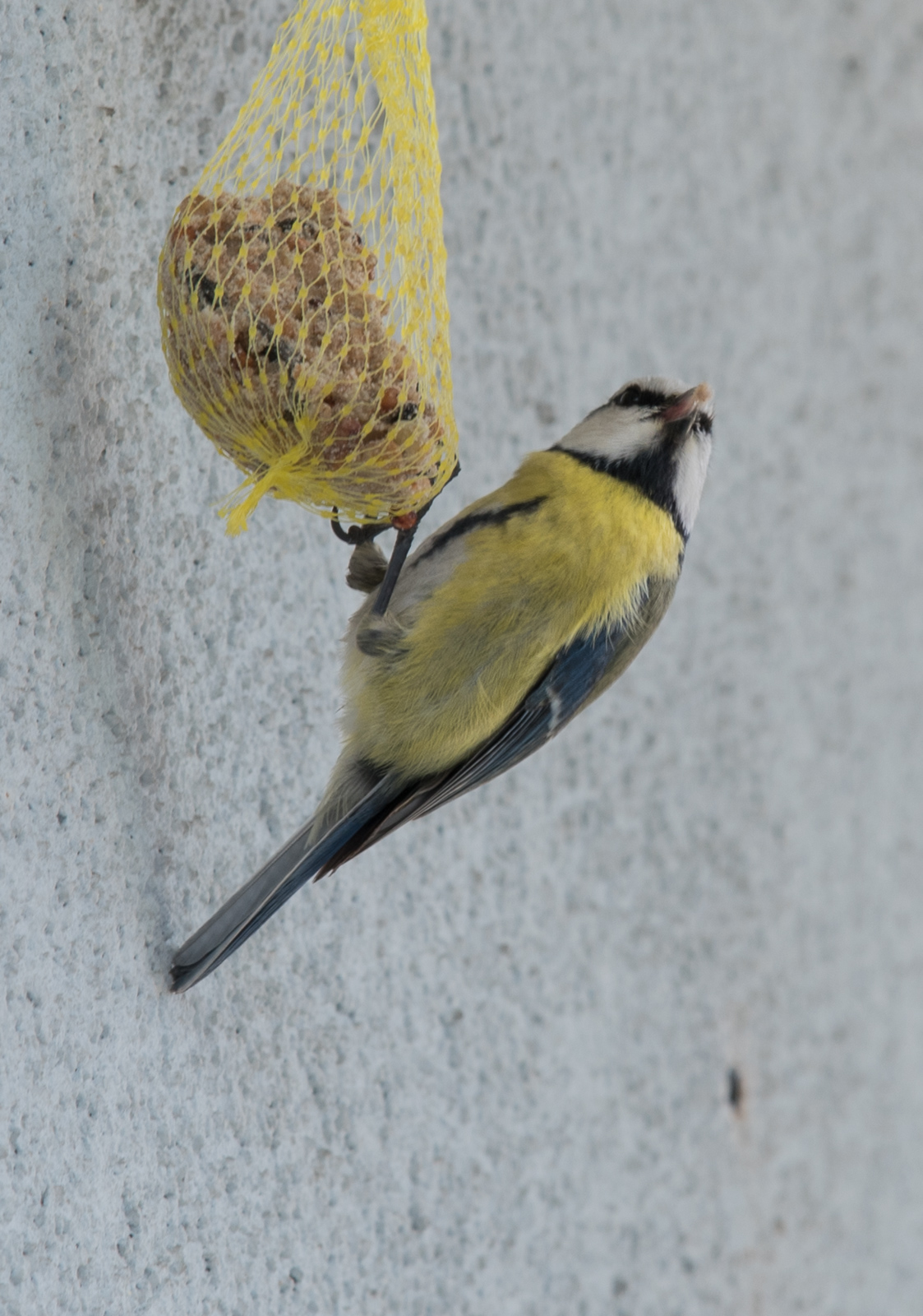 Blaumeise