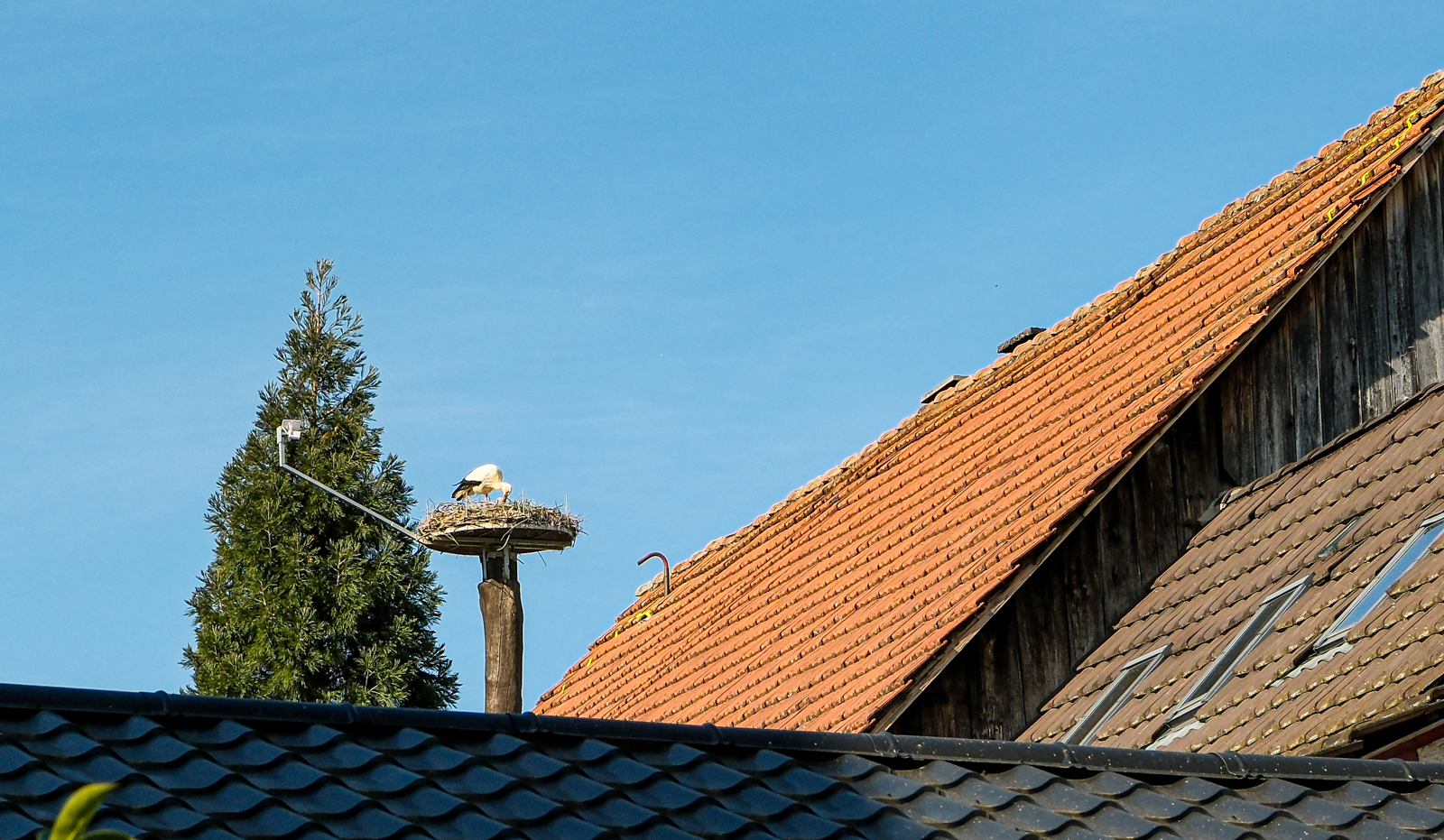Storch mit Webcam