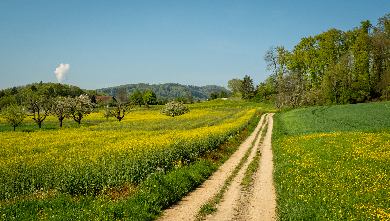 Frühling im Rapsfeld