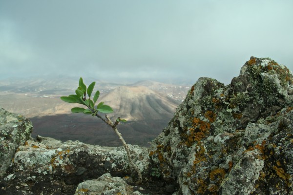 Fuerteventura - Junger Baum auf einem Vulkan