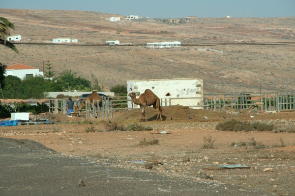Fuerteventura - Kamele in Los Estancos