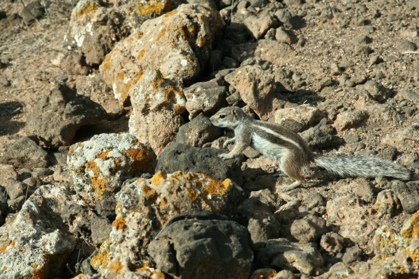 Fuerteventura - Streifenhörnchen