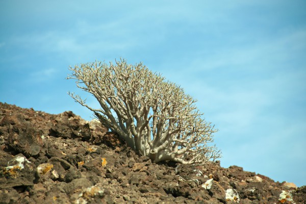 Fuerteventura - Sukkulente auf Isla de Lobos